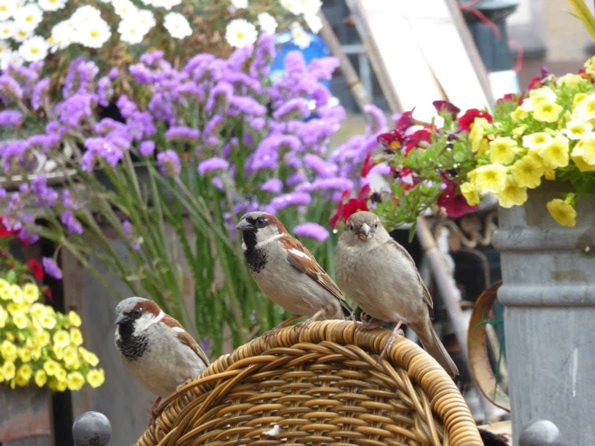 Fiori e passeri a Texel, Olanda