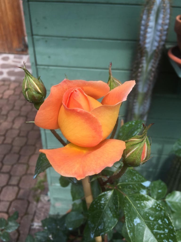 Rose del piccolo giardino di Correggio